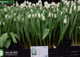 Tulipa North Pole ® (1)